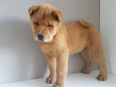 MUŽSKÝ A ŽENSKÝ ČAU ČAU Štěňátka